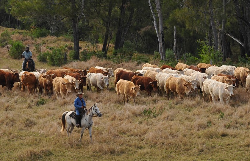 Cattle in Boulouparis // Elevage de bétail à Boulouparis, avec un Stockman © M.Disdain - NCTPS - JPEG